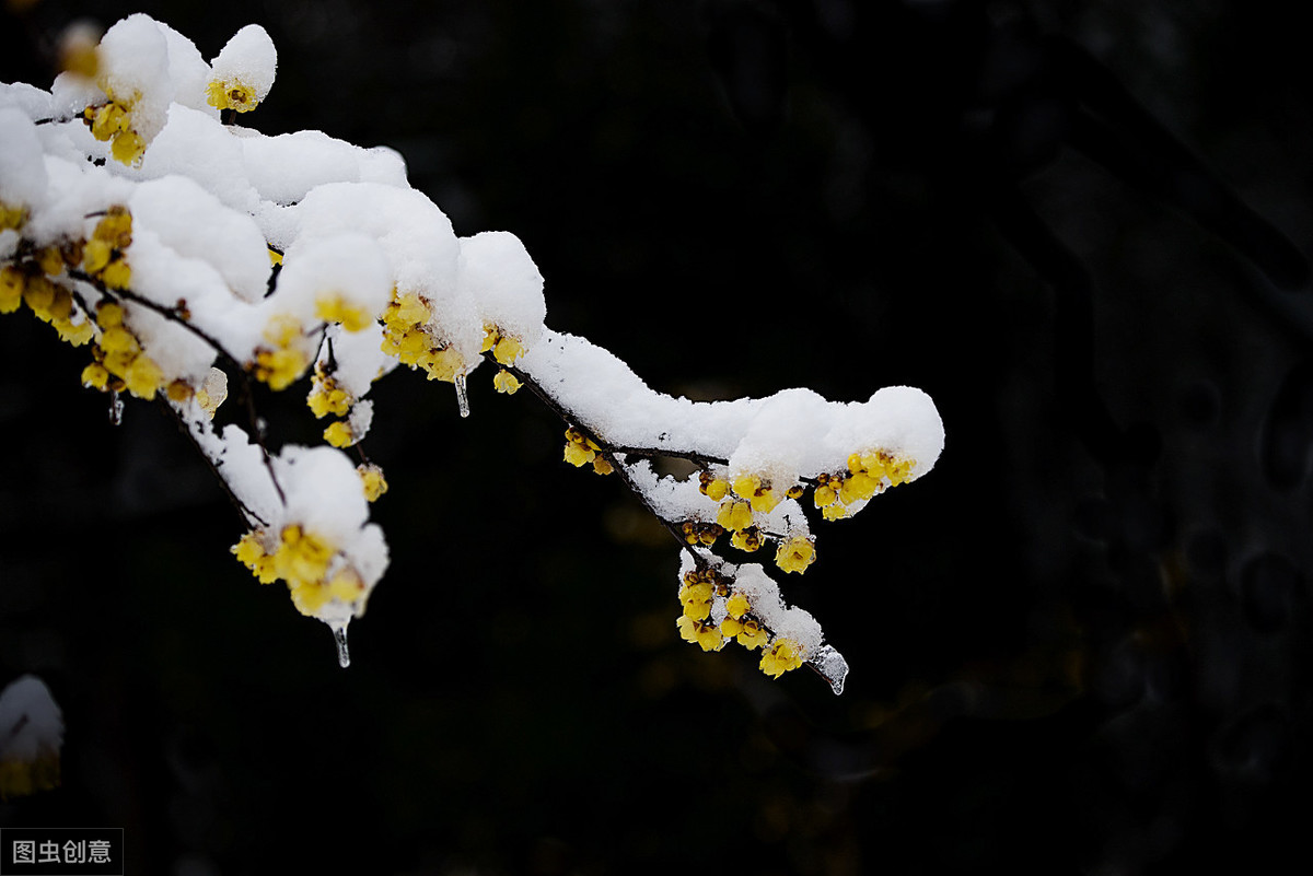 梅花冬天的样子图片