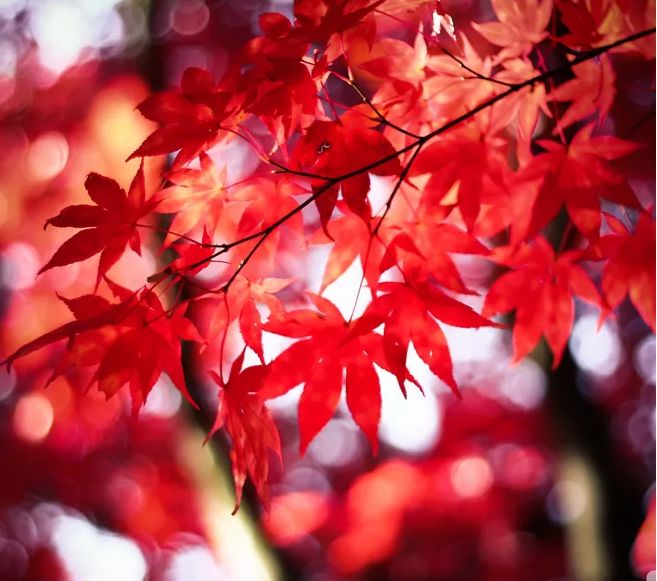 「诗词鉴赏」红叶忽惊秋，古诗词里的红叶，到底有多美？