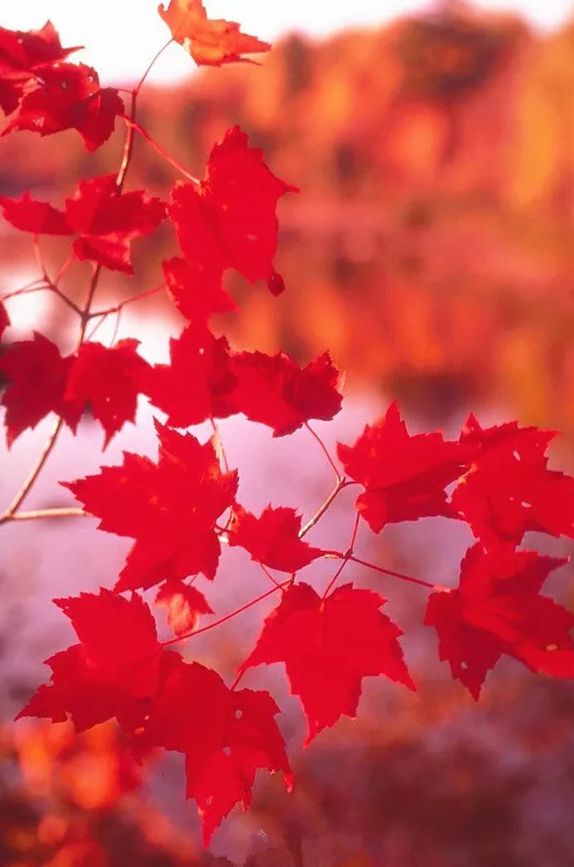 「诗词鉴赏」红叶忽惊秋，古诗词里的红叶，到底有多美？