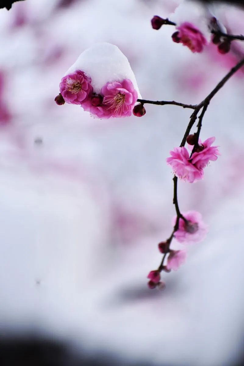​梅花香自苦寒来，十首观梅的诗词，一起欣赏美丽的梅花吧