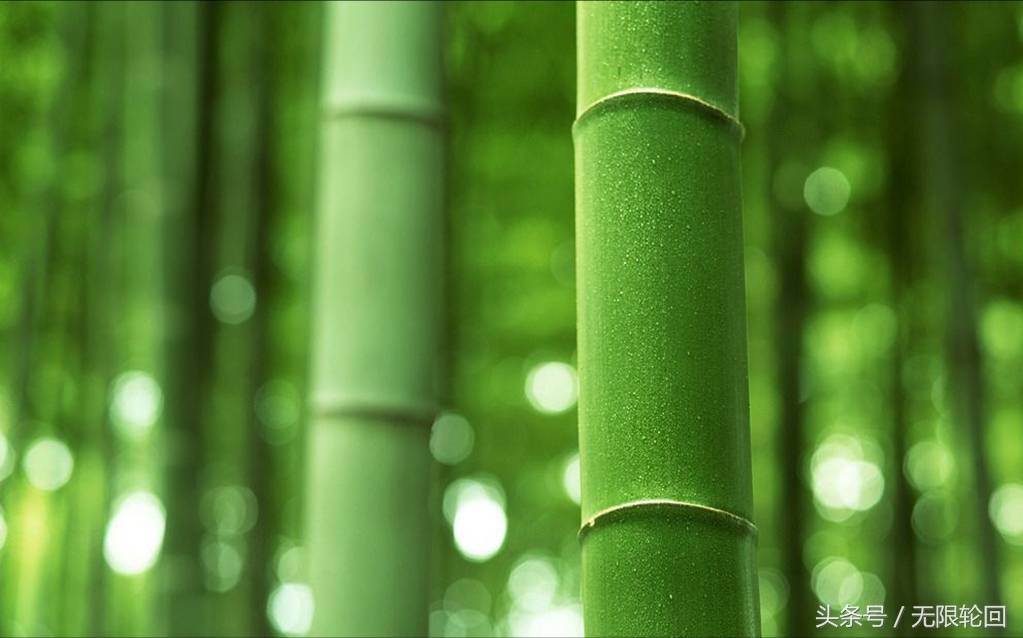 关于竹子的诗句有哪些（10首竹子的励志古诗）