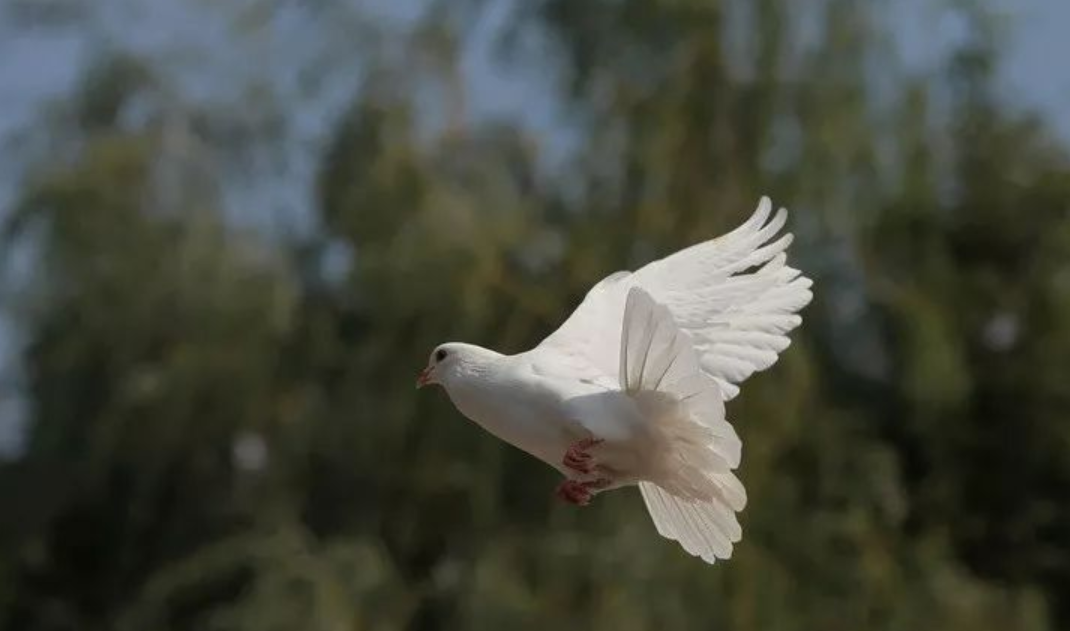 飞在古诗词里的鸽子，十首有关鸽子的诗词，让你了解鸽子的历史