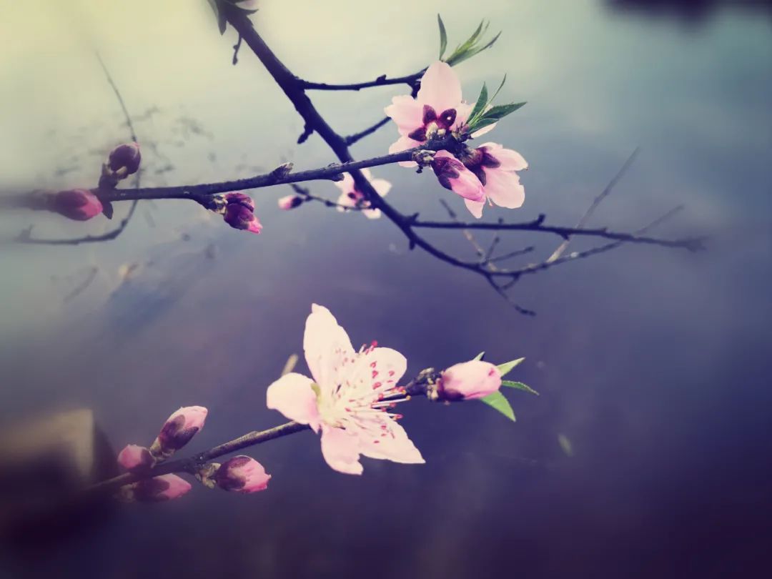 6首最美桃花诗词：桃之夭夭，惊艳了整个春天