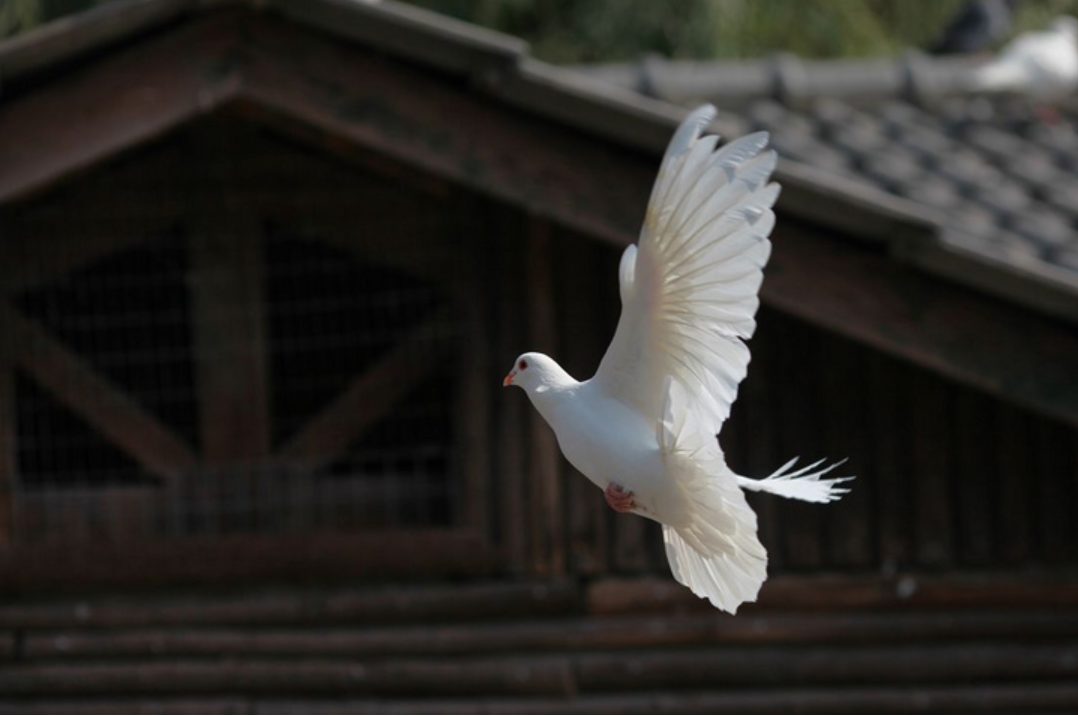 飞在古诗词里的鸽子，十首有关鸽子的诗词，让你了解鸽子的历史
