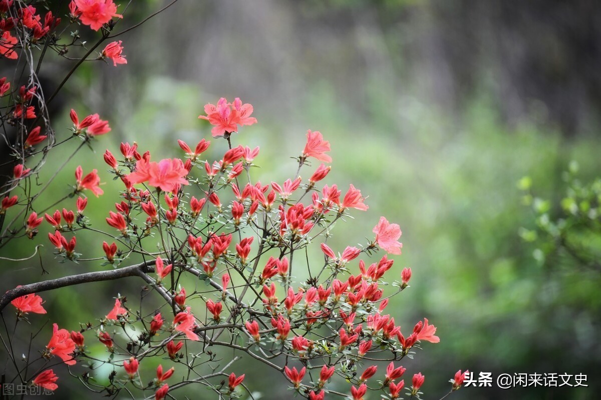 五首宋诗中的最美春天，云淡风轻，傍花随柳，“万紫千红总是春”