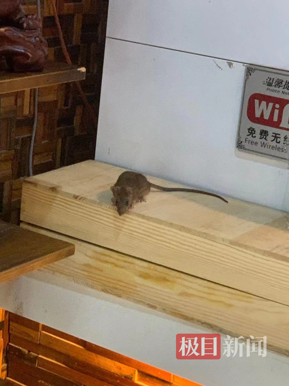 饭店现老鼠蹿跳老板天冷猫不在（工作人员称将对相关门店卫生情况进行调查）