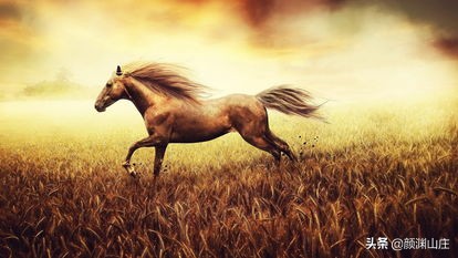 关于马的古诗有哪些（形容温顺的马的诗句）