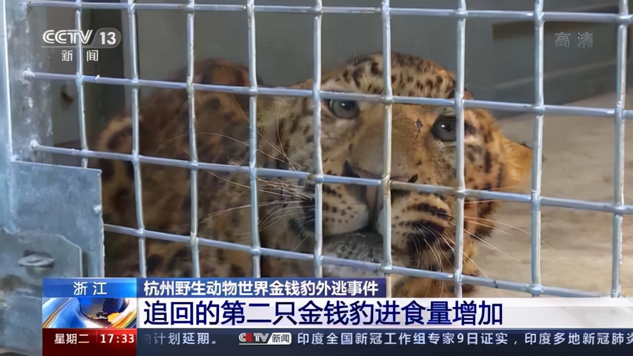 杭州动物园3只金钱豹逃脱6人获刑（目前只找回2只金钱豹）
