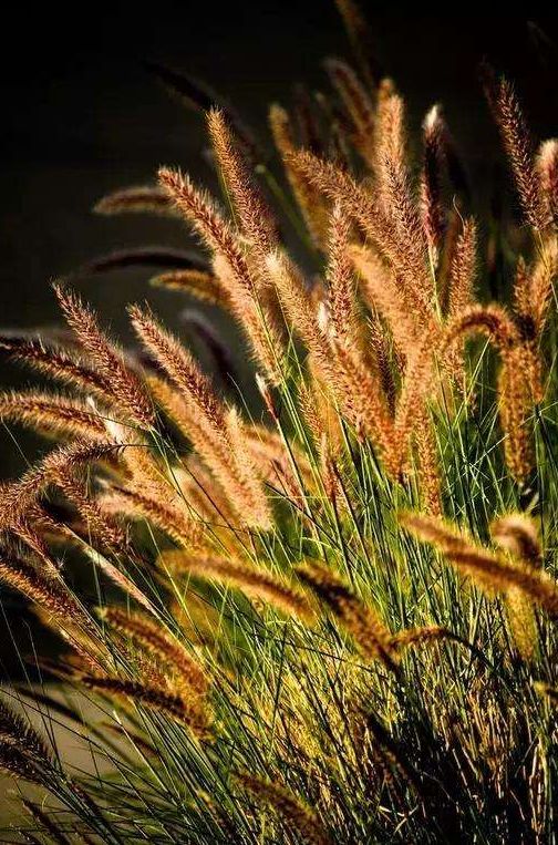 草的古诗赞扬了小草，赞美野草的诗句