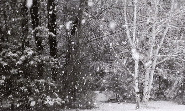 写雪的诗词鉴赏，描写雪的唯美古诗词