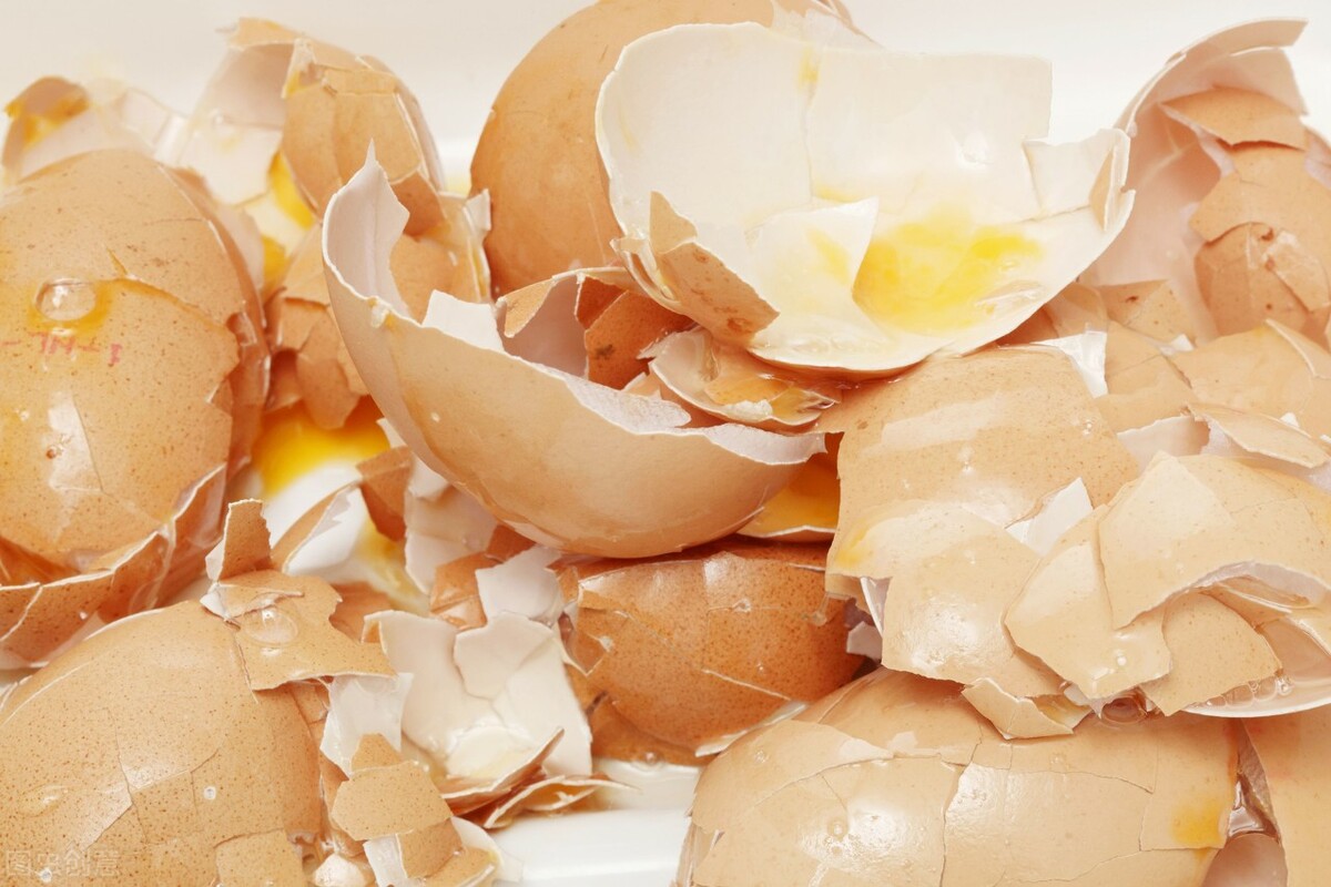 鸡蛋壳怎么做肥料种花（鸡蛋壳是磷肥还是钾肥）插图
